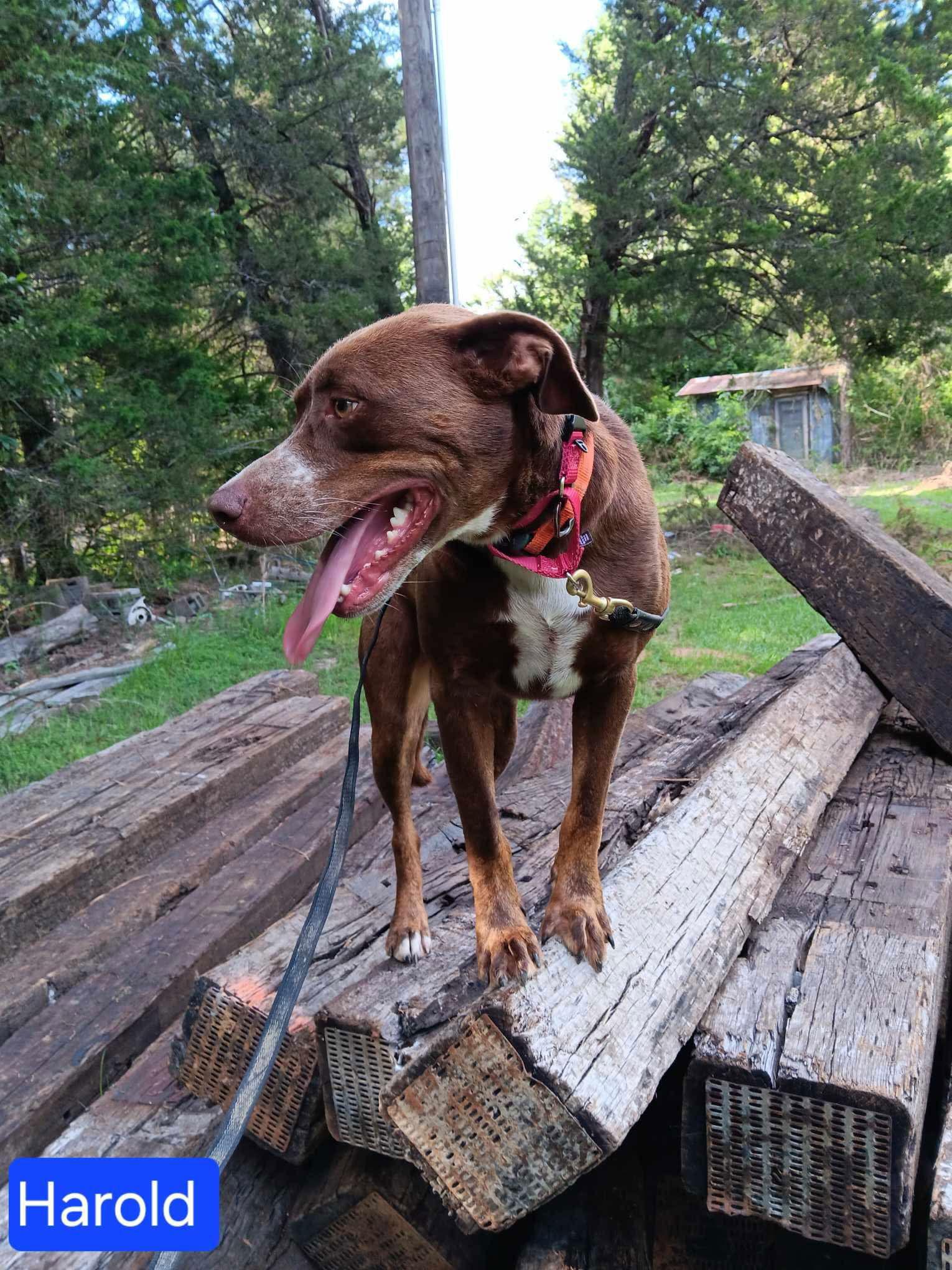 Enlarge Harold, a Adoptable Mixed Breed in Farmerville, LA image 2/2