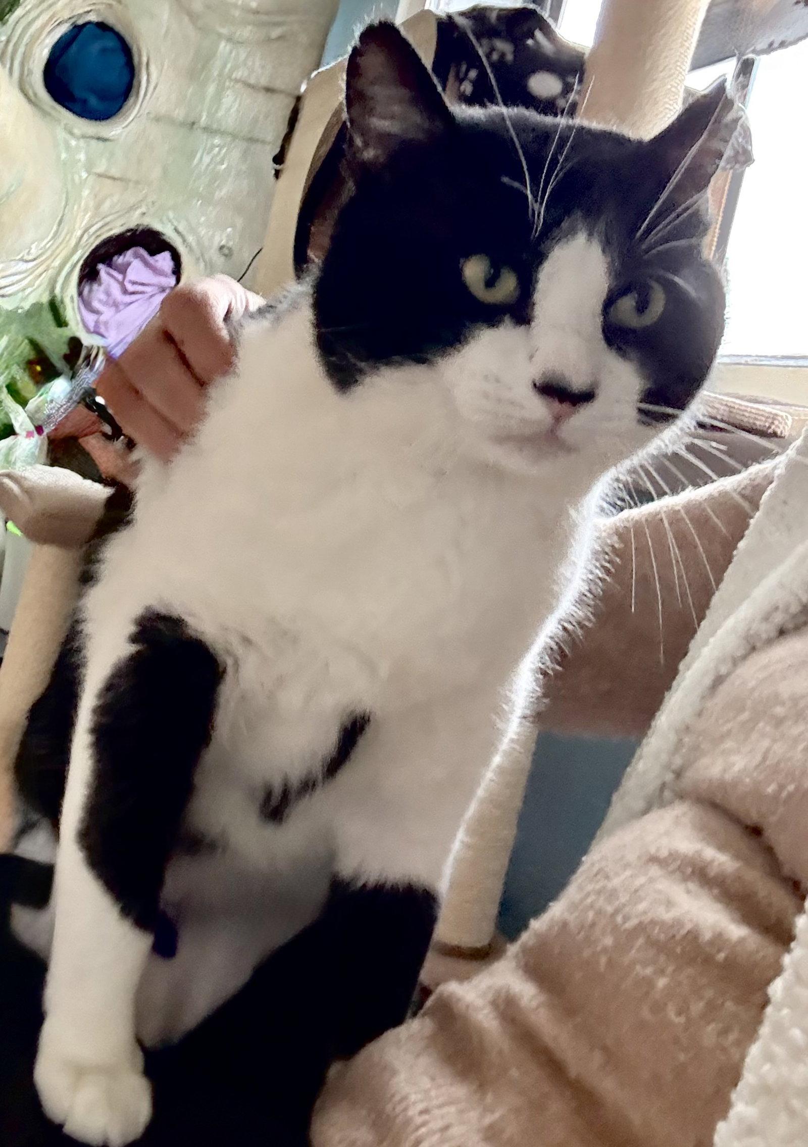 Bubba, Adoptable, Adult Male Tuxedo.