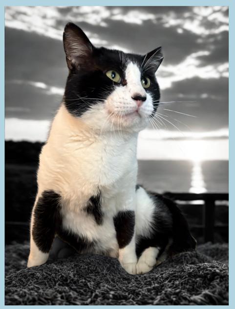 Bubba, a Adoptable Tuxedo in Flint Hill, VA image 3/3