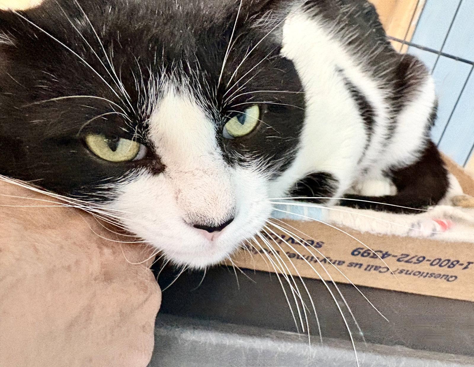 Enlarge Bubba, a Adoptable Tuxedo in Flint Hill, VA image 3/3