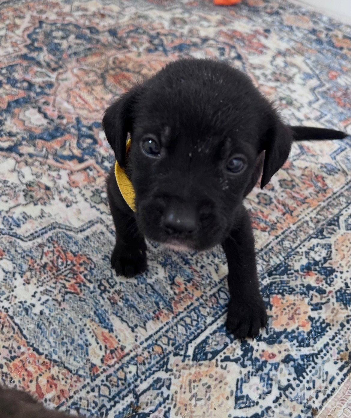 RUFFLES, Adopted, Puppy Male Labrador Retriever & Poodle.