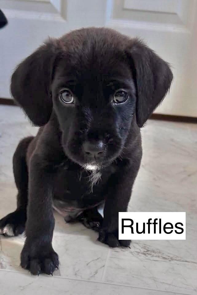 Enlarge RUFFLES, a Adopted mixed breed in GILBERTS, IL image 2/2