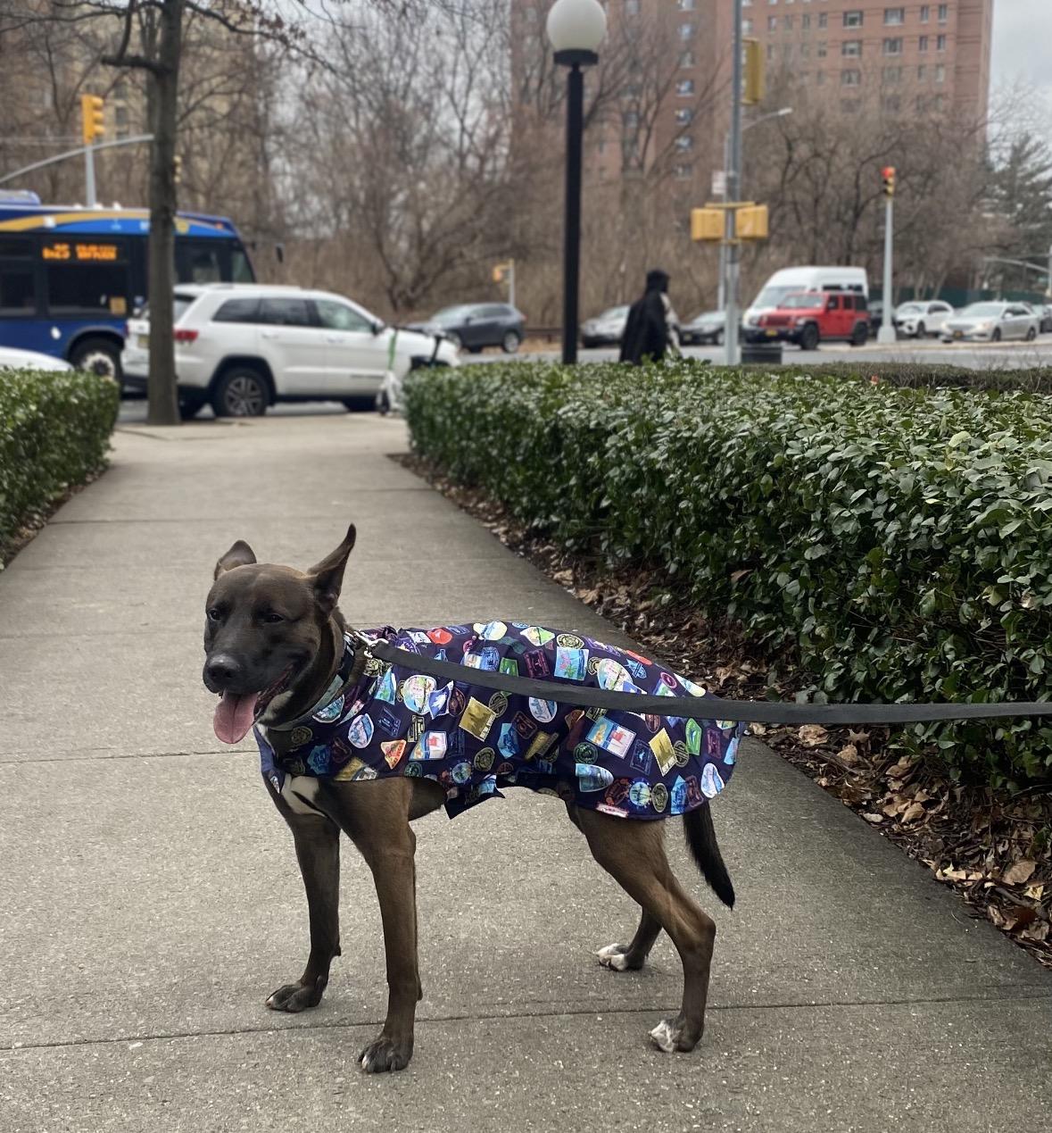 Enlarge Koka, an adoption pending mixed breed in Bronx, NY image 3/3