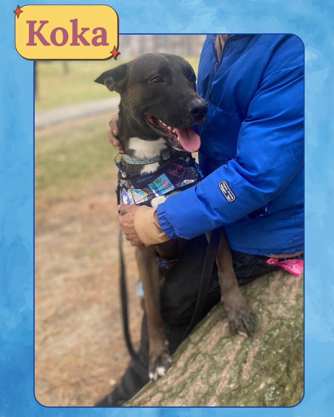 Enlarge Koka, an adoption pending mixed breed in Bronx, NY image 1/3