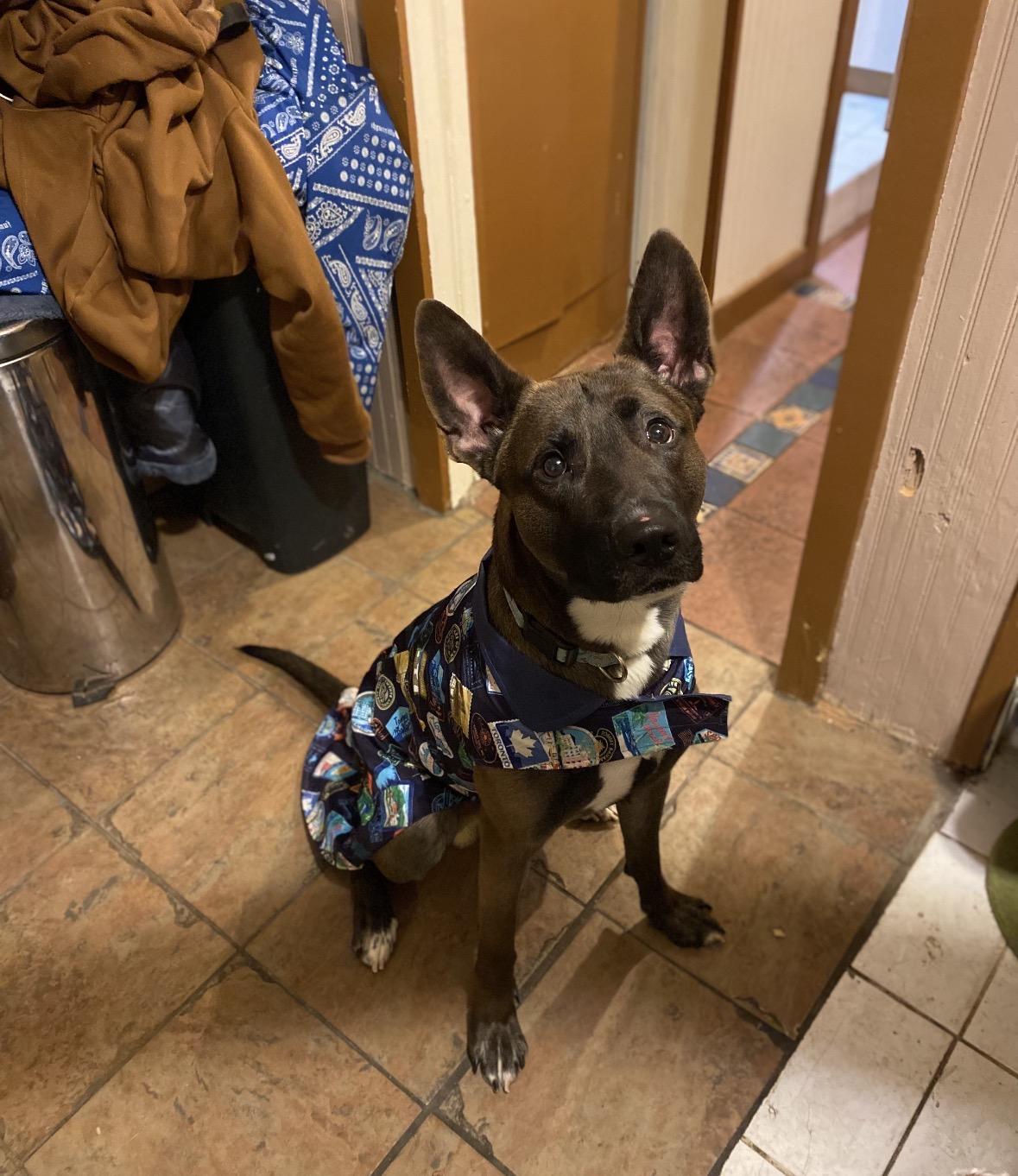 Enlarge Koka, an adoption pending mixed breed in Bronx, NY image 2/3