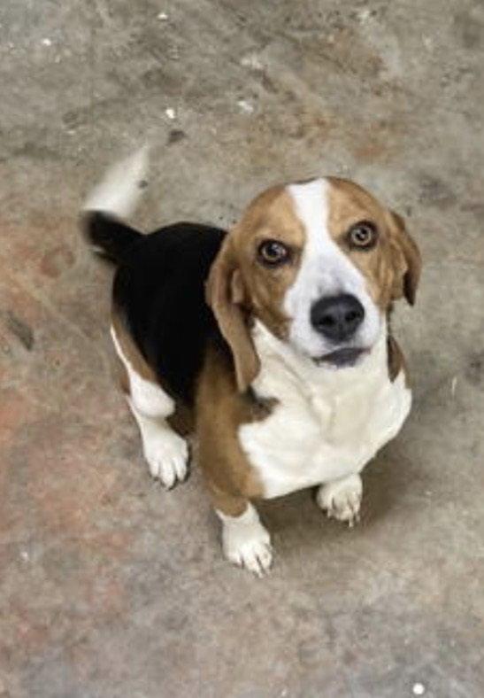 Thaddeus, Adoptable, Adult Male Beagle.