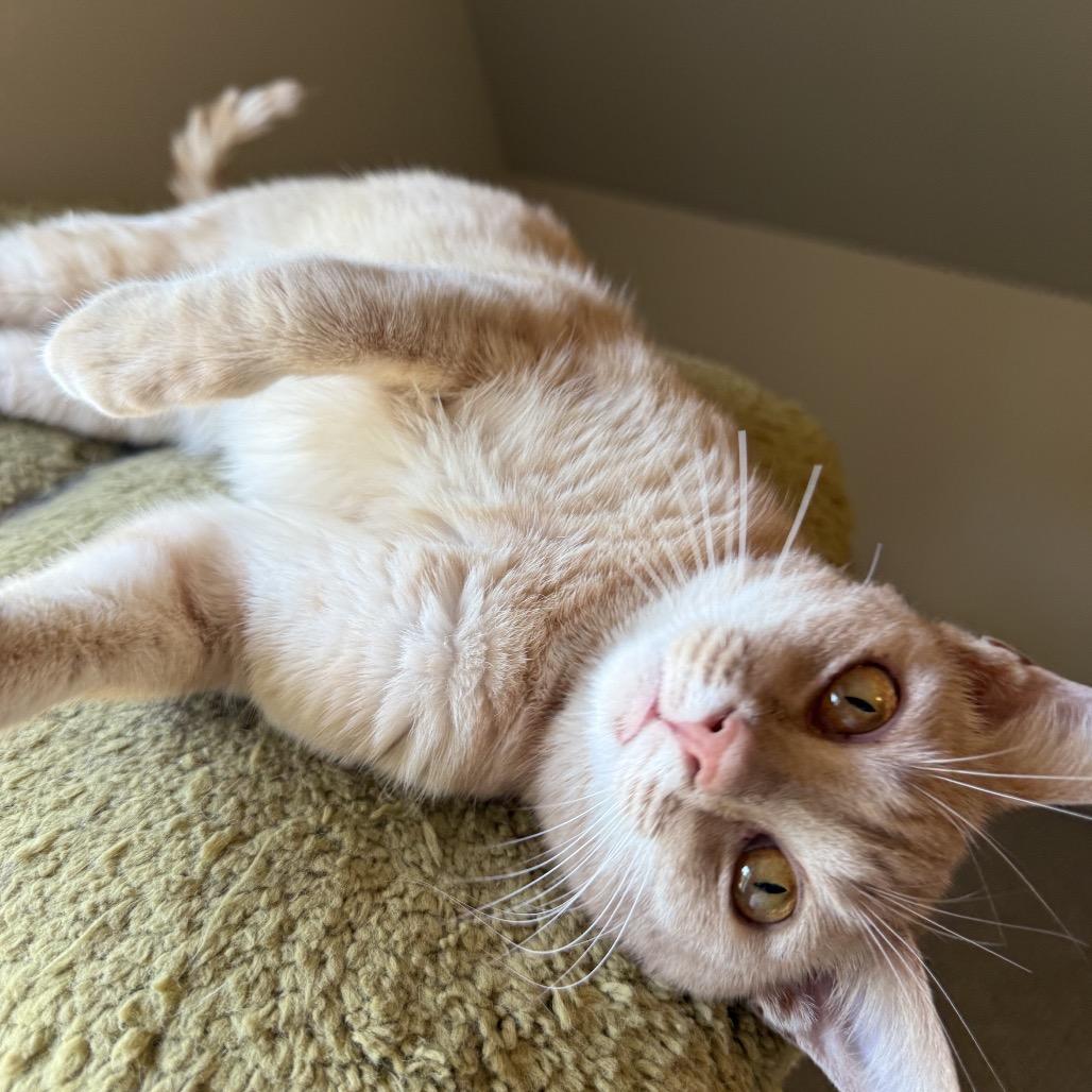 Felix, Adoptable, Young Male Domestic Short Hair.
