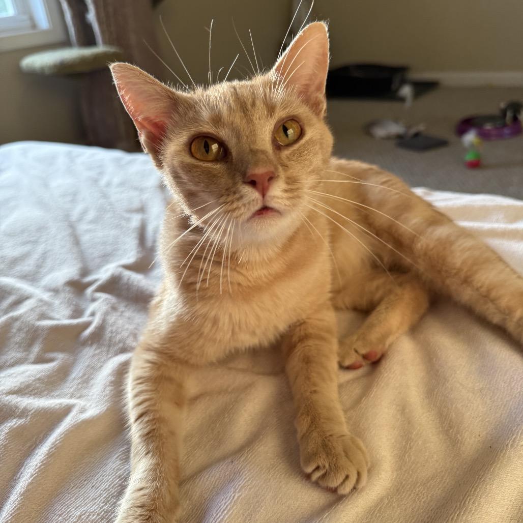 Enlarge Felix, a Adoptable Domestic Short Hair in Mocksville, NC image 2/6