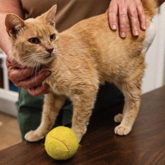 Enlarge Felix, a Adoptable Domestic Short Hair in Mocksville, NC image 3/6
