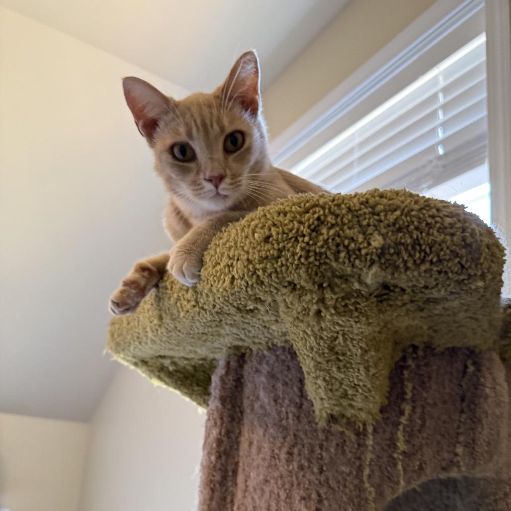 Enlarge Felix, a Adoptable Domestic Short Hair in Mocksville, NC image 4/6