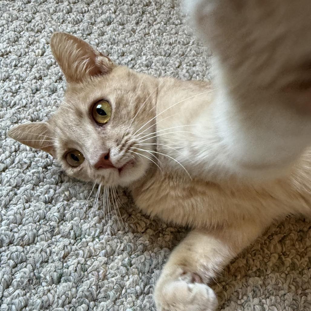 Enlarge Felix, a Adoptable Domestic Short Hair in Mocksville, NC image 5/6
