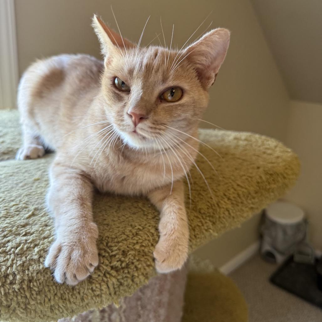 Enlarge Felix, a Adoptable Domestic Short Hair in Mocksville, NC image 6/6