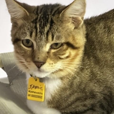 Enlarge Jamie - Sweet Little Dude, a Adoptable Tabby in Hoquiam, WA image 2/6