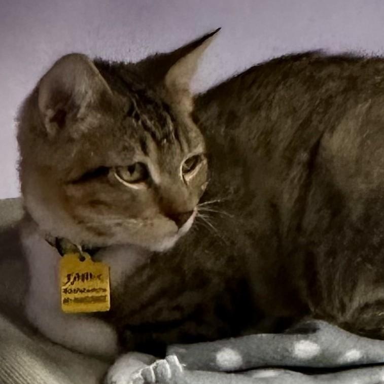 Enlarge Jamie - Sweet Little Dude, a Adoptable Tabby in Hoquiam, WA image 1/6