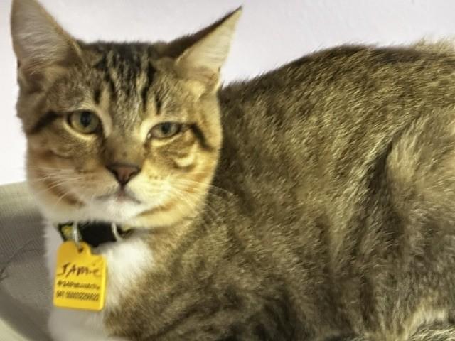 Enlarge Jamie - Sweet Little Dude, a Adoptable Tabby in Hoquiam, WA image 5/6