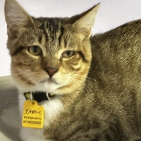 Enlarge Jamie - Sweet Little Dude, a Adoptable Tabby in Hoquiam, WA image 3/6