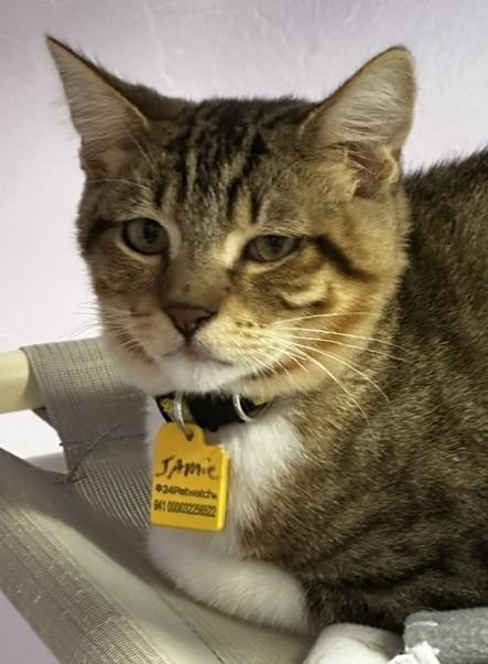 Enlarge Jamie - Sweet Little Dude, a Adoptable Tabby in Hoquiam, WA image 6/6