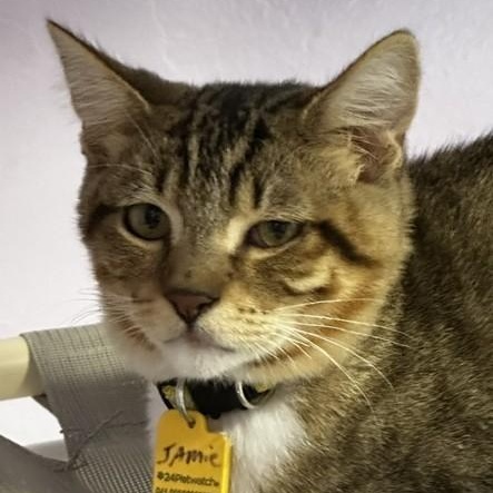 Enlarge Jamie - Sweet Little Dude, a Adoptable Tabby in Hoquiam, WA image 4/6