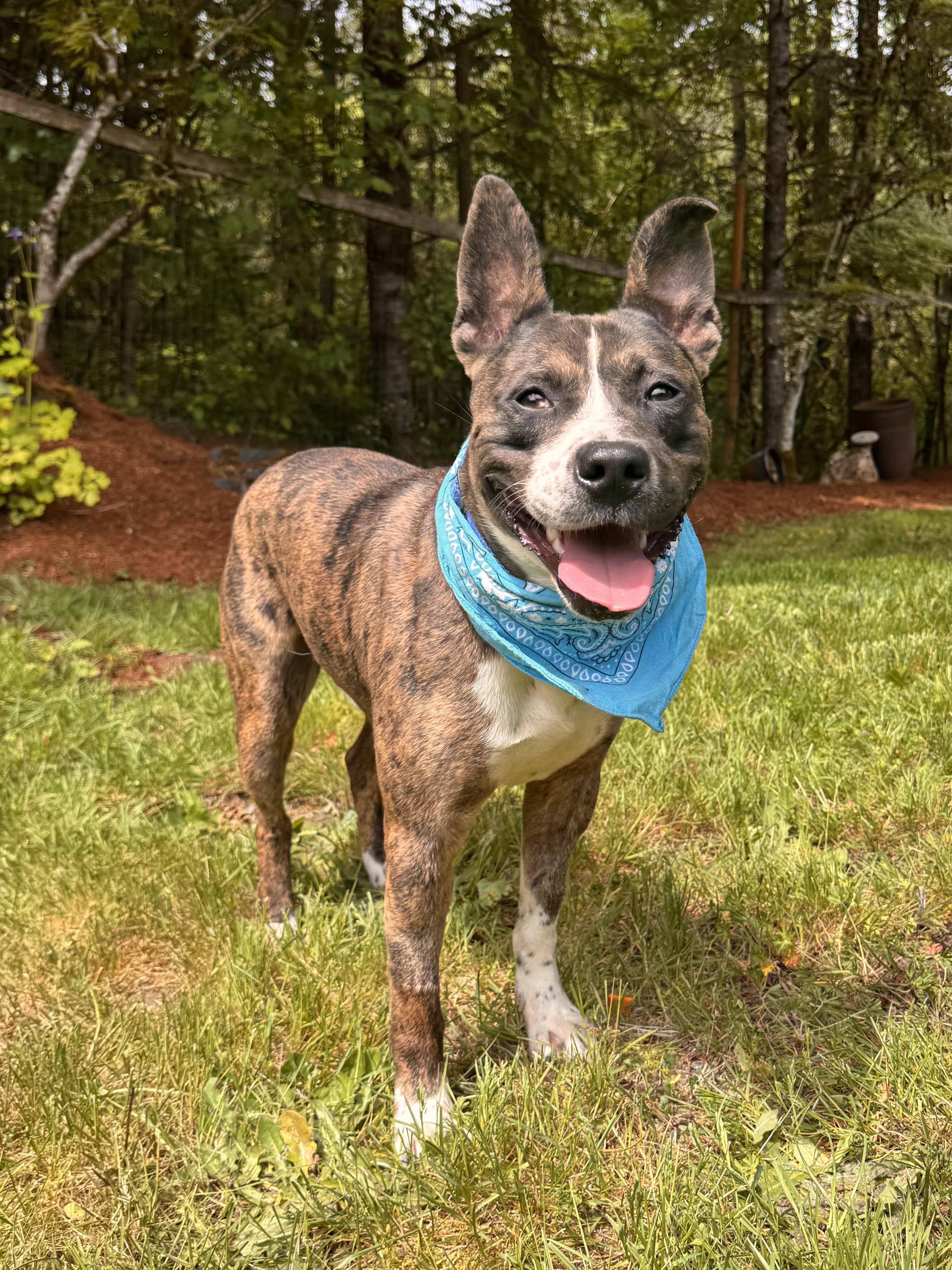 Jackson, Young Male American Staffordshire Terrier