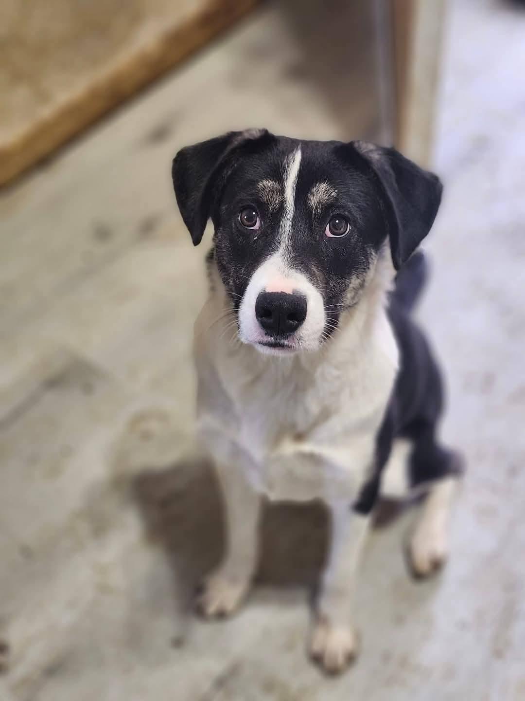 Crush, a Adoptable mixed breed in Cosby, TN image 6/6