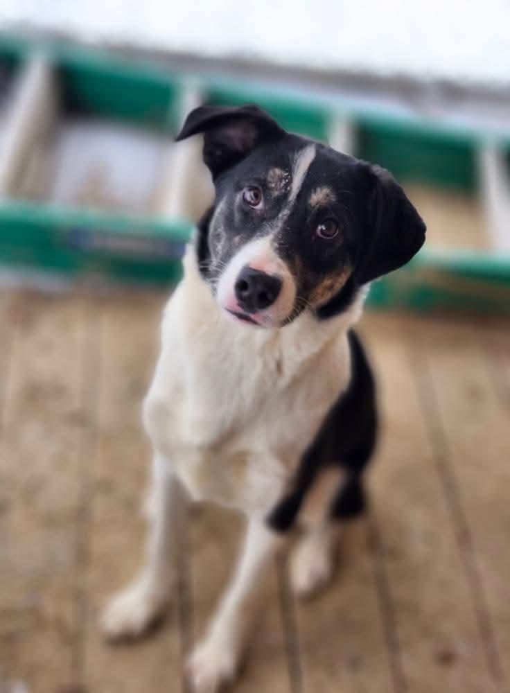 Crush, a Adoptable mixed breed in Cosby, TN image 5/6