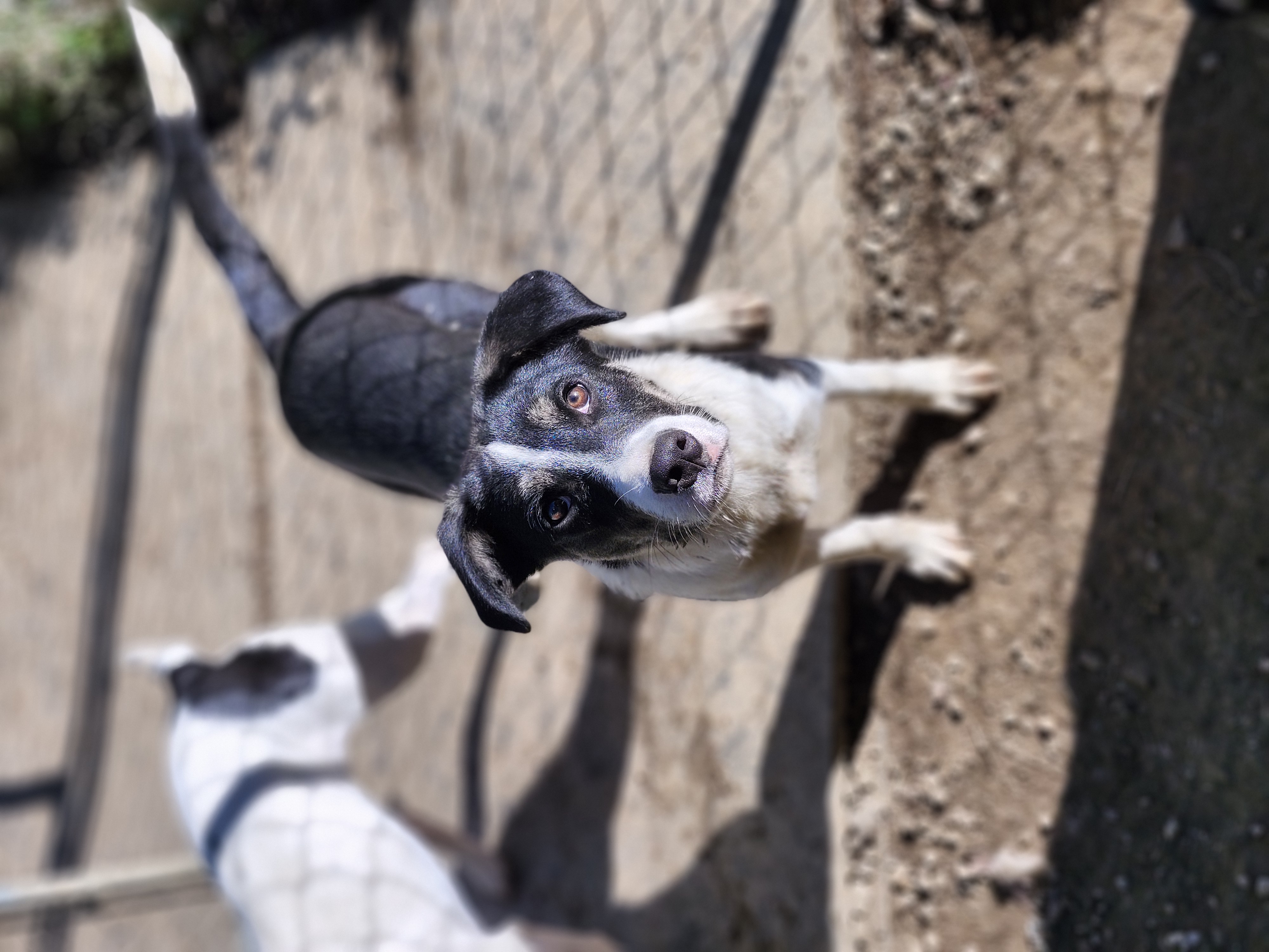 Crush, a Adoptable mixed breed in Cosby, TN image 2/6