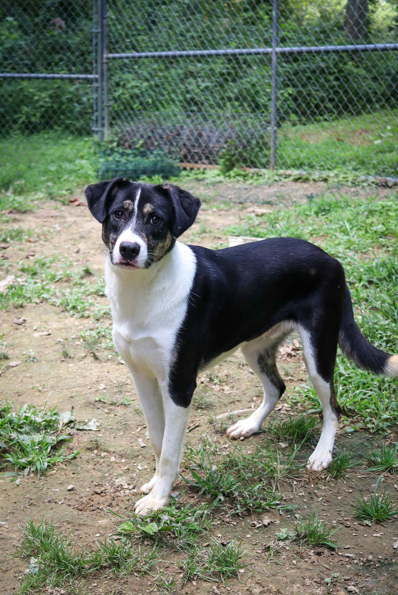 Crush, a Adoptable mixed breed in Cosby, TN image 1/6