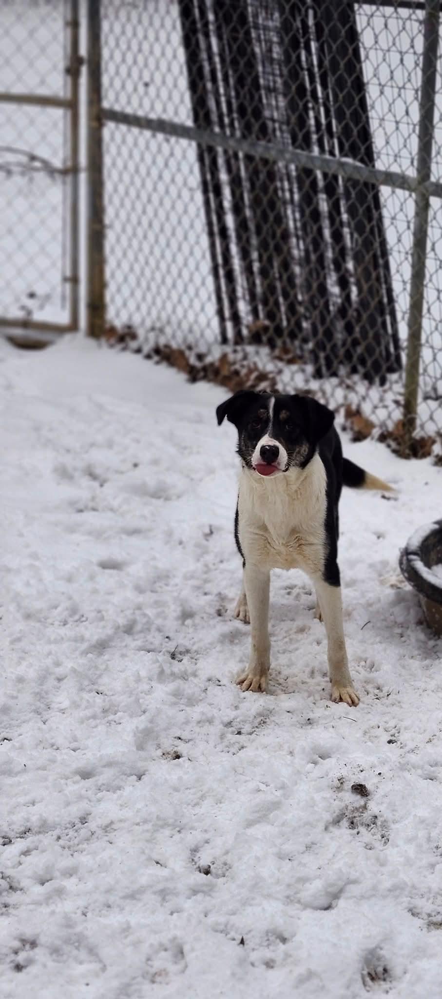 Crush, an adoptable German Shepherd Dog in Cosby, TN, 37722 | Photo Image 1