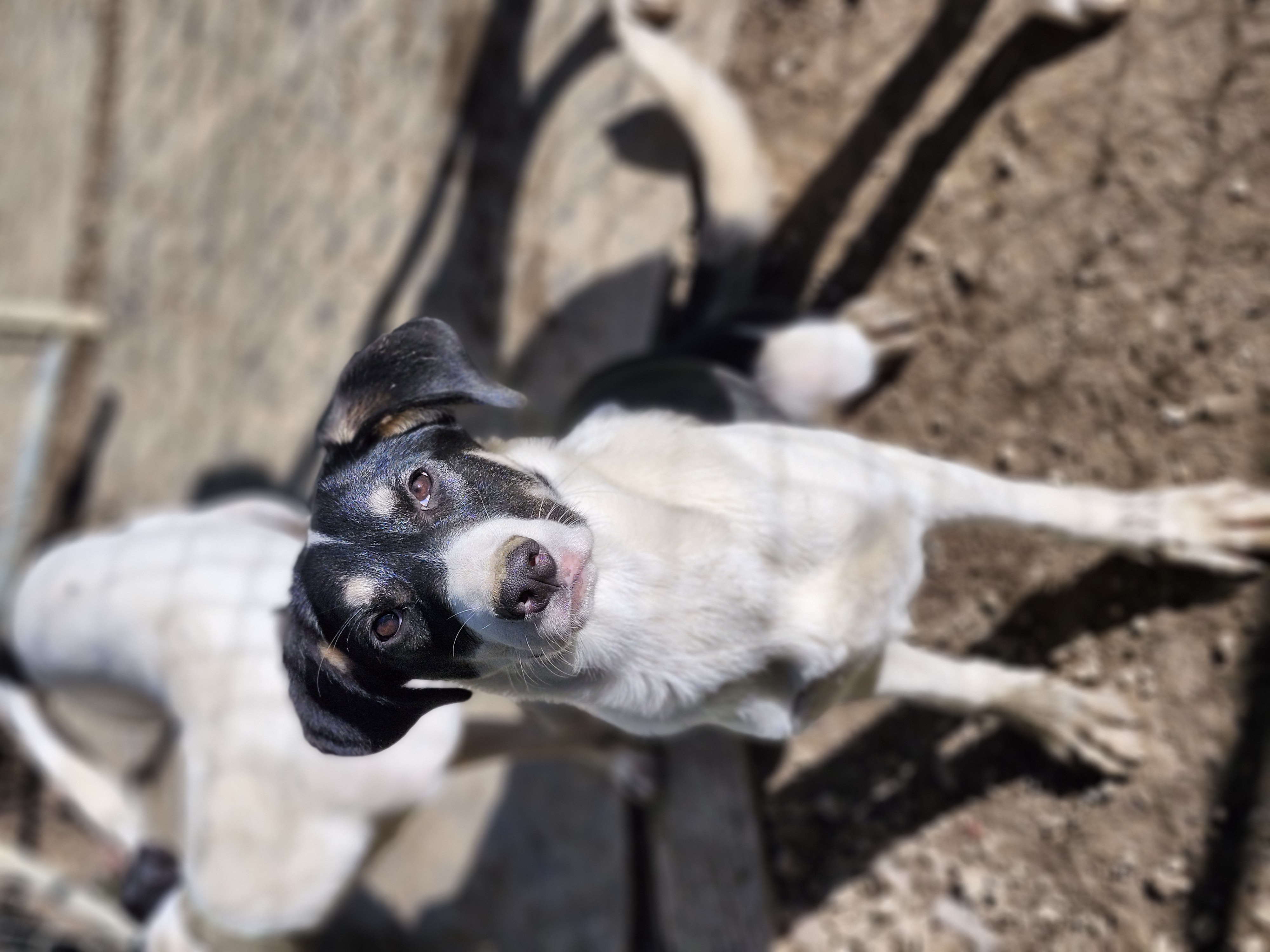 Crush, a Adoptable mixed breed in Cosby, TN image 3/6