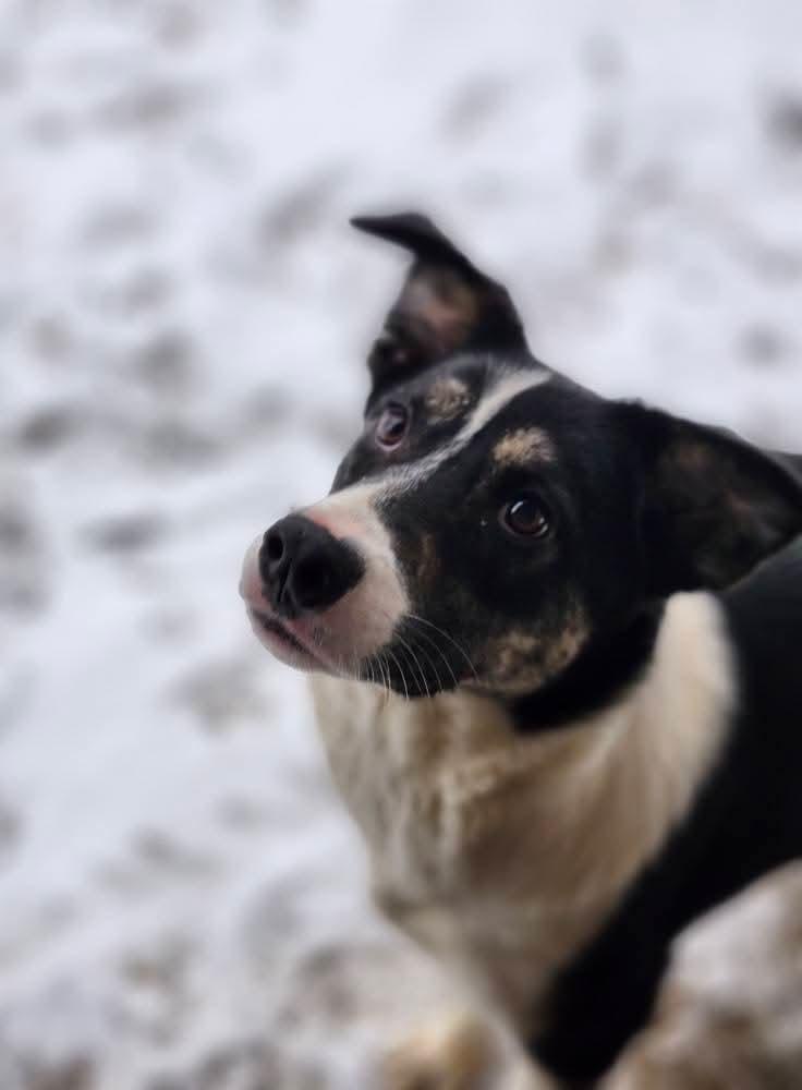 Crush, a Adoptable mixed breed in Cosby, TN image 4/6