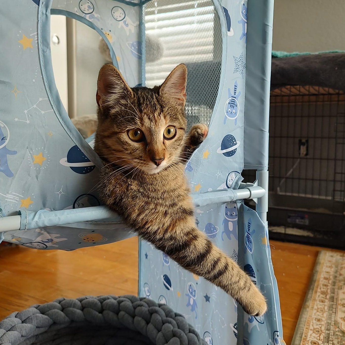 Squirrel , adopted, Kitten Female Domestic Short Hair.