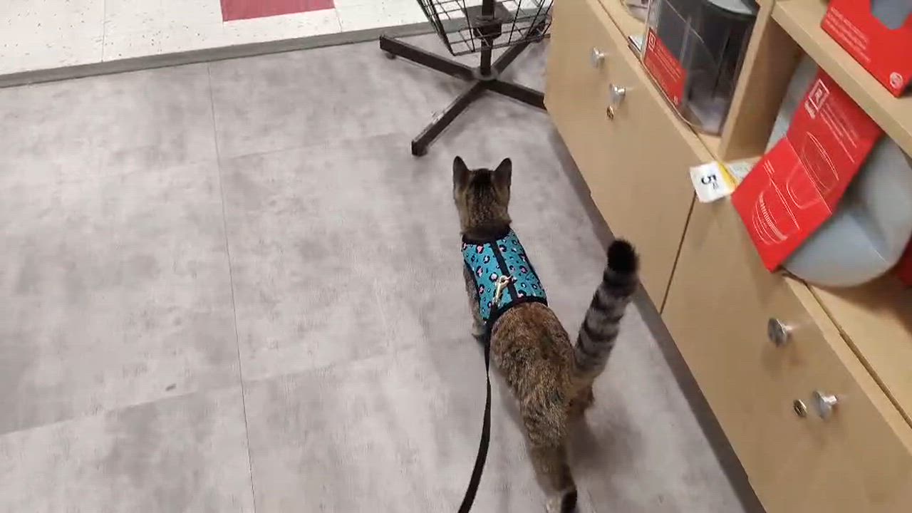 Enlarge Squirrel , an adopted Domestic Short Hair in Chandler, AZ video 3/3