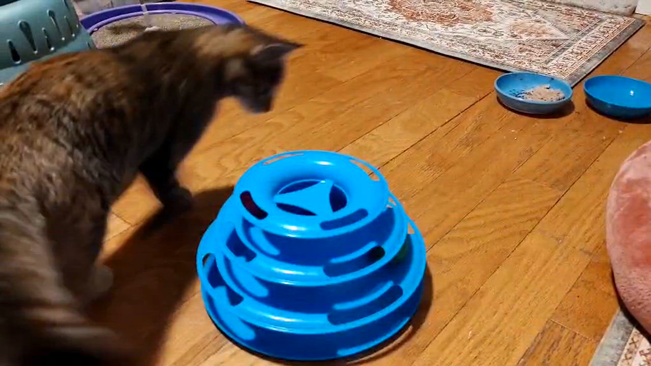 Enlarge Squirrel , an adopted Domestic Short Hair in Chandler, AZ video 2/3