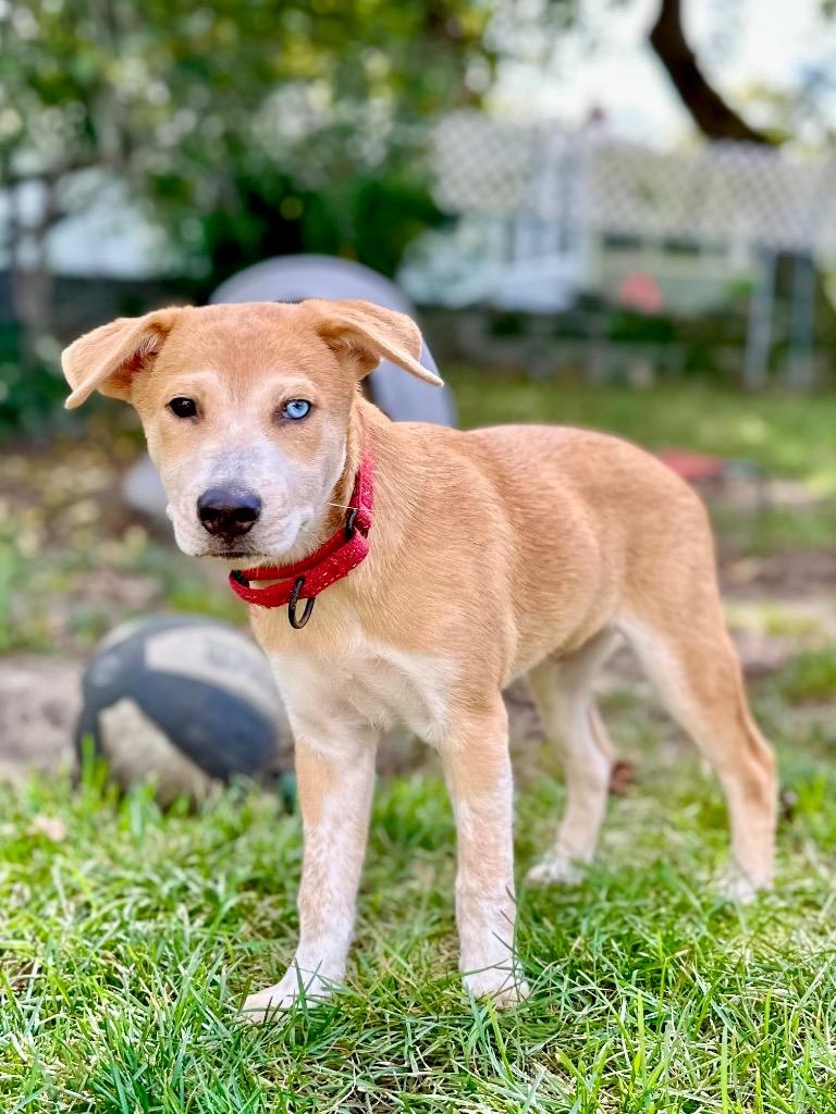 Enlarge Sneezy Puppy - LOCAL, a Adoptable mixed breed in Princeton, MA image 1/6