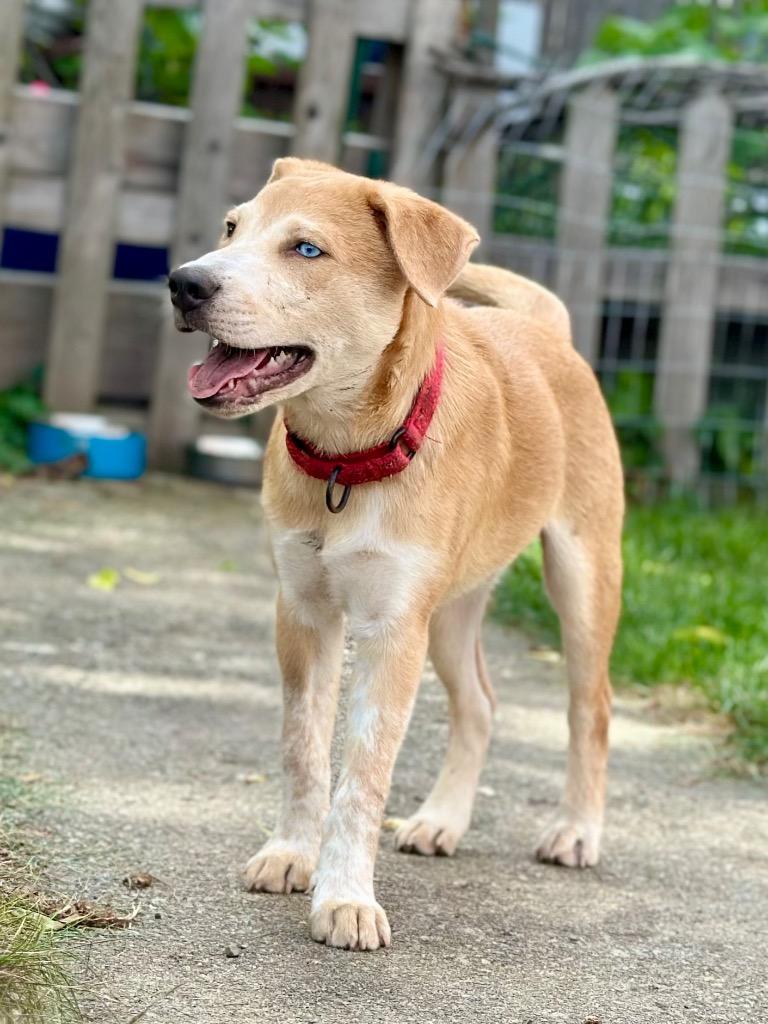 Enlarge Sneezy Puppy - LOCAL, a Adoptable mixed breed in Princeton, MA image 2/6