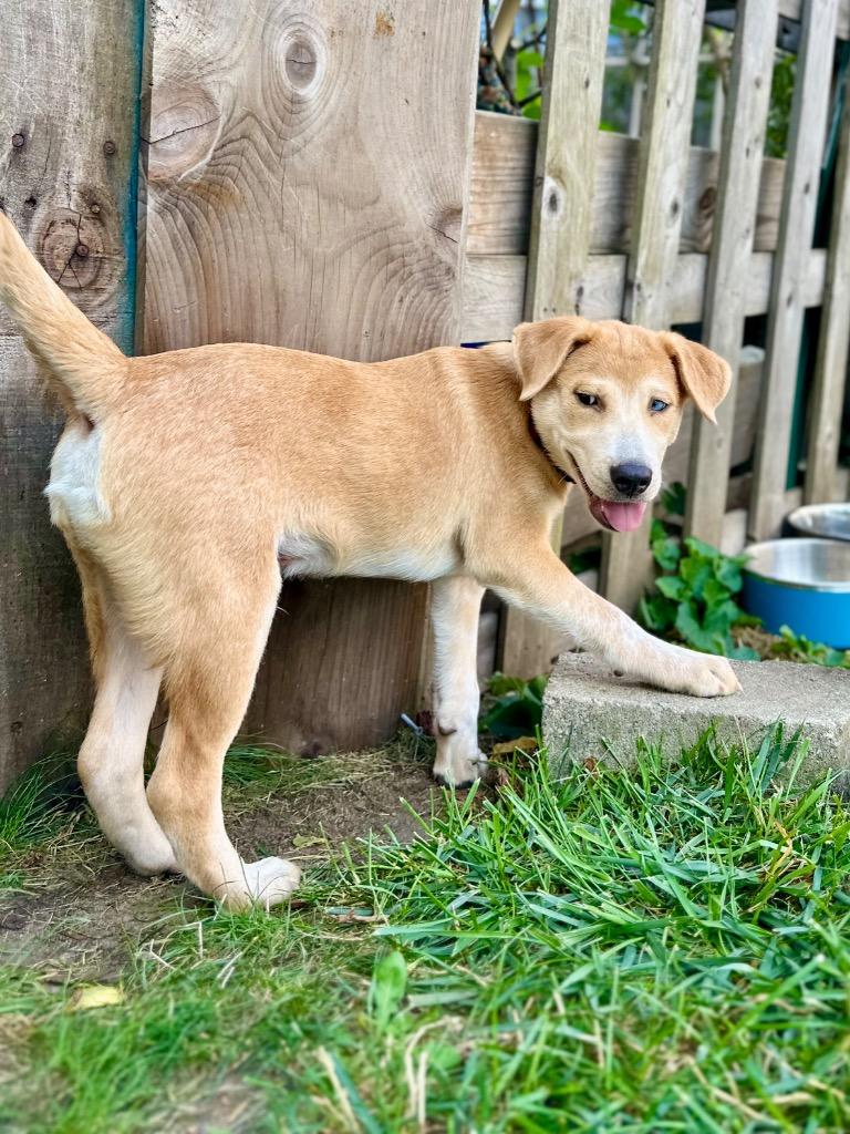 Enlarge Sneezy Puppy - LOCAL, a Adoptable mixed breed in Princeton, MA image 3/6
