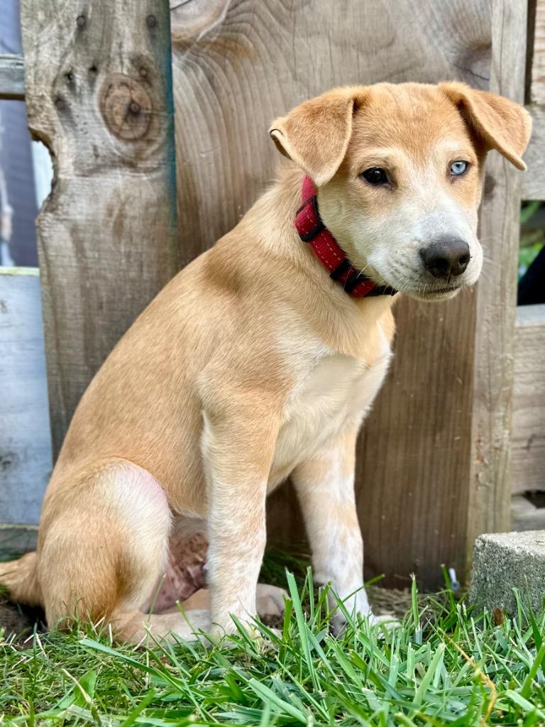 Enlarge Sneezy Puppy - LOCAL, a Adoptable mixed breed in Princeton, MA image 4/6
