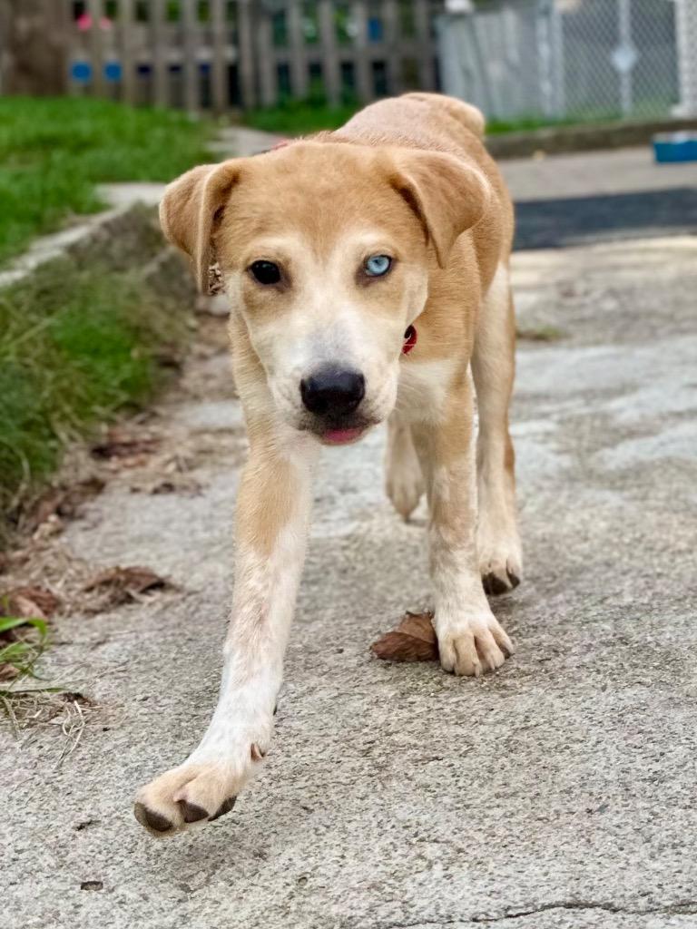 Enlarge Sneezy Puppy - LOCAL, a Adoptable mixed breed in Princeton, MA image 5/6