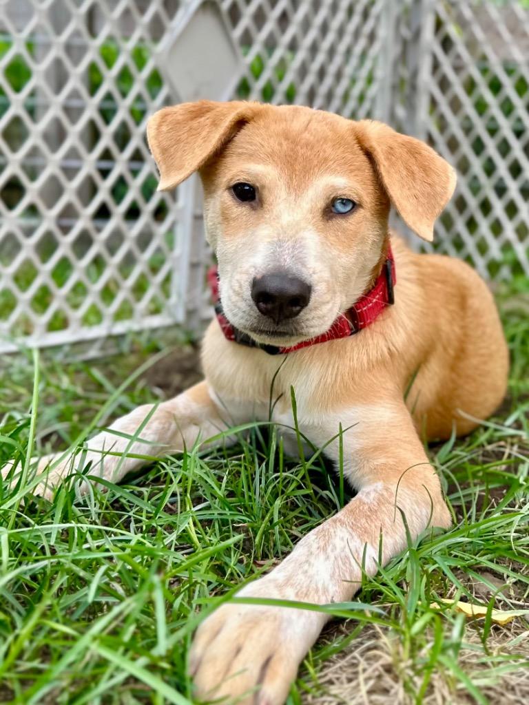Enlarge Sneezy Puppy - LOCAL, a Adoptable mixed breed in Princeton, MA image 6/6
