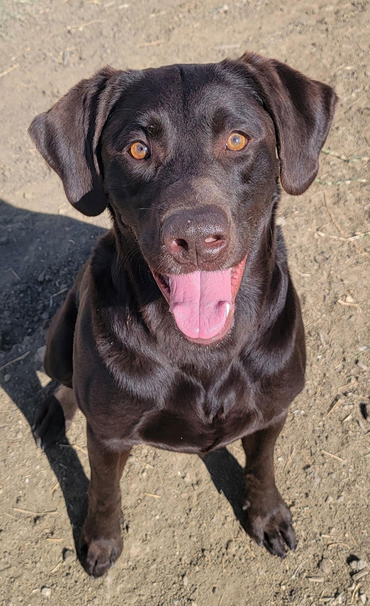 Enlarge Whiskey, a Adoptable Labrador Retriever in Denton, TX image 1/3