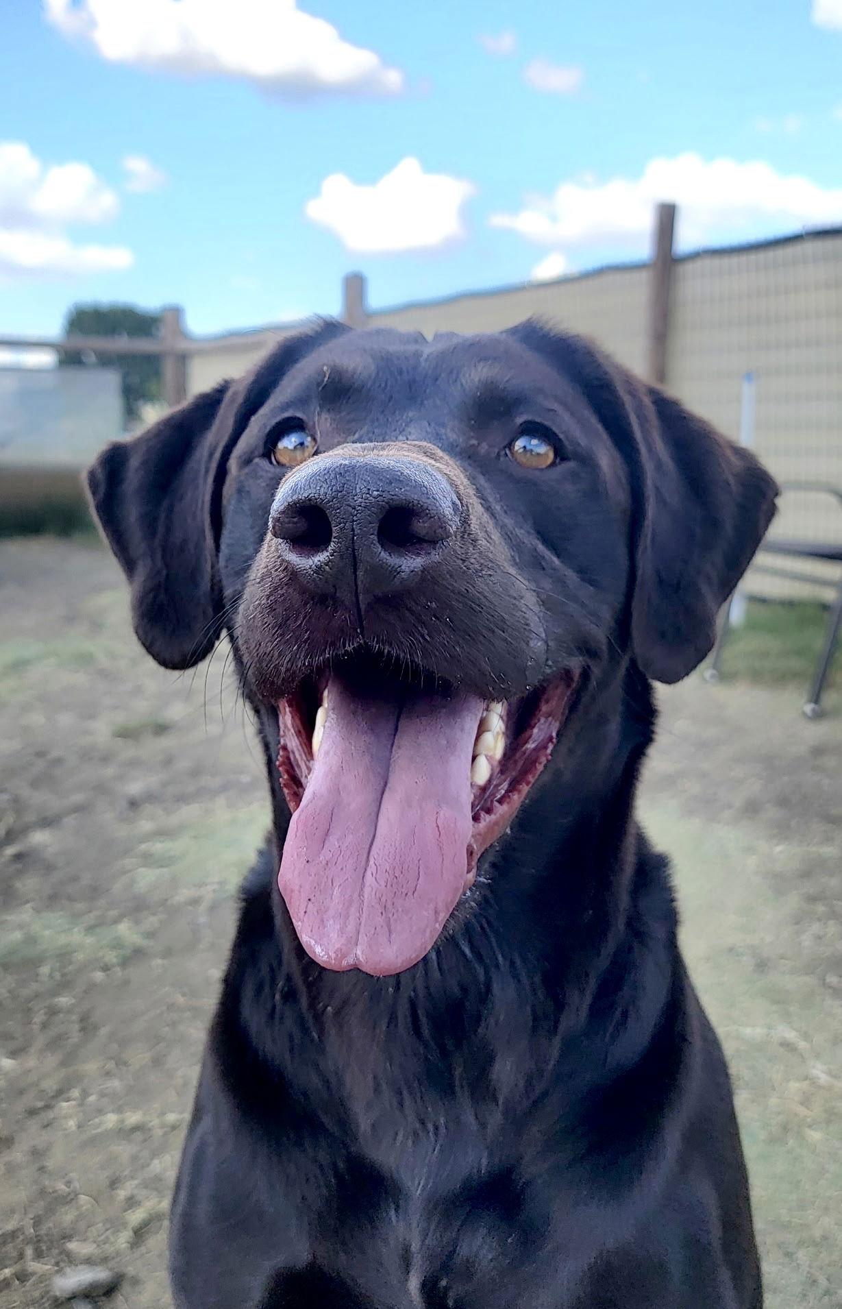 Enlarge Whiskey, a Adoptable Labrador Retriever in Denton, TX image 2/3