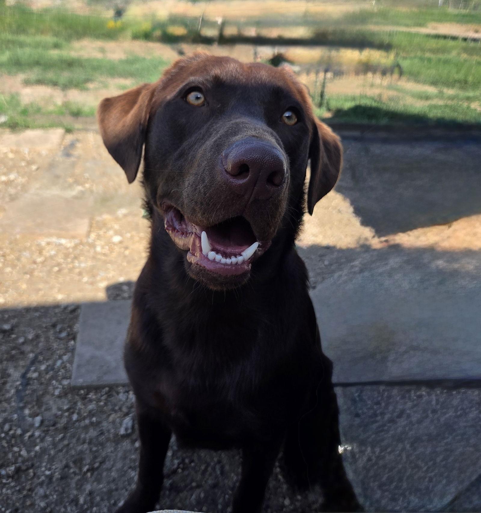 Enlarge Whiskey, a Adoptable Labrador Retriever in Denton, TX image 3/3