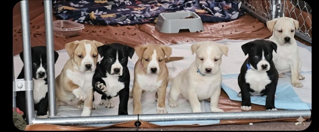 Enlarge Five.puppies, a ADOPTABLE mixed breed in Middlebury, IN image 1/4