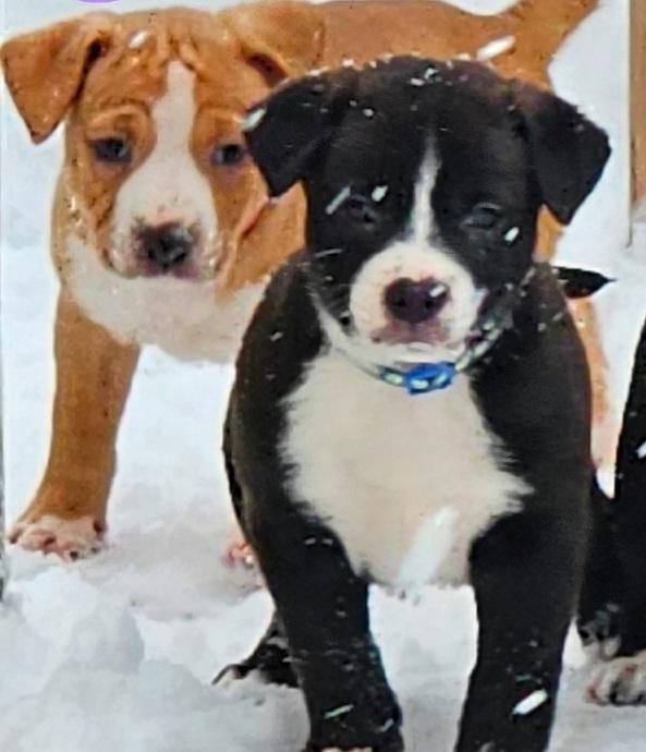 Enlarge Five.puppies, a ADOPTABLE mixed breed in Middlebury, IN image 2/4