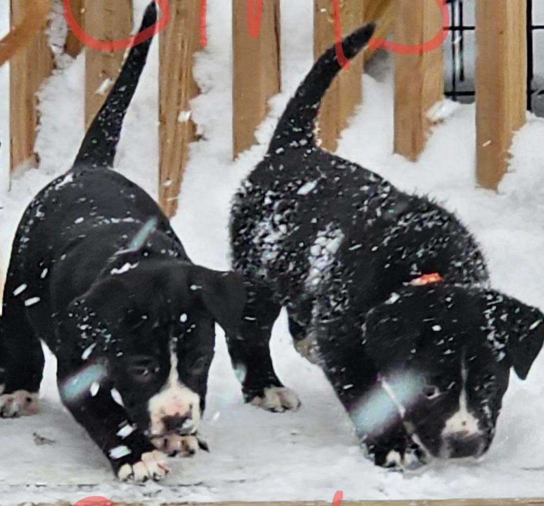 Five.puppies thumbnail 4