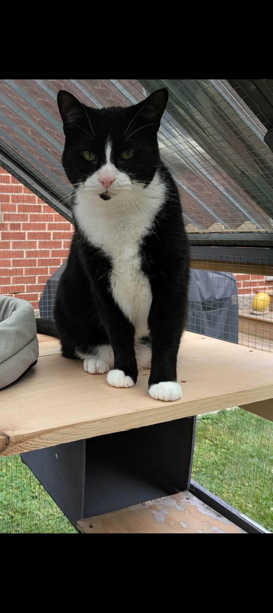 Lux, a Adoptable mixed breed in Hamilton, ON image 5/5