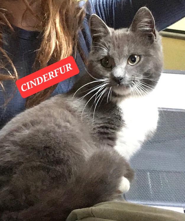 Enlarge CINDERFUR, a ADOPTABLE American Shorthair in Elgin, SC image 2/2