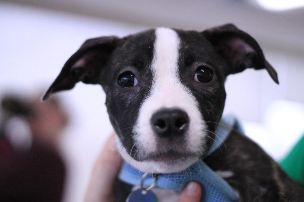 Melody, Adopted, Puppy Female Boxer & Mixed Breed.
