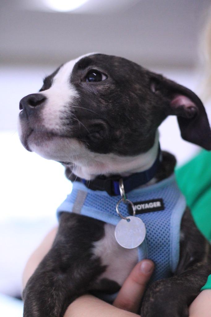 Enlarge Melody, a Adopted mixed breed in Utica, MI image 2/4