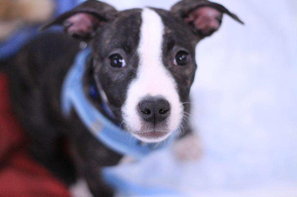 Enlarge Melody, a Adopted mixed breed in Utica, MI image 3/4